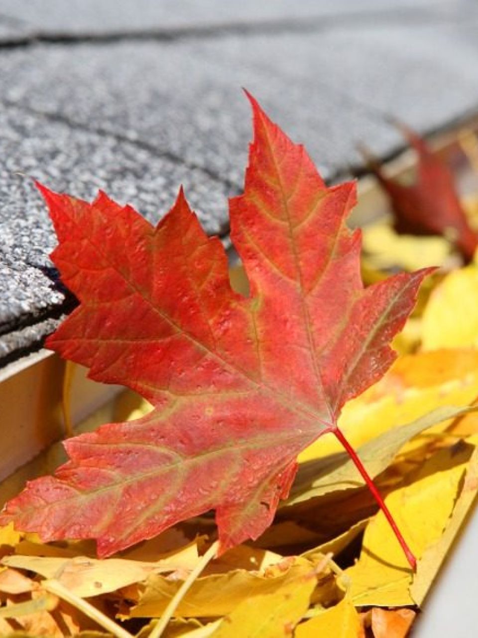Fall Roof Inspection Checklist for Homeowners in Millington